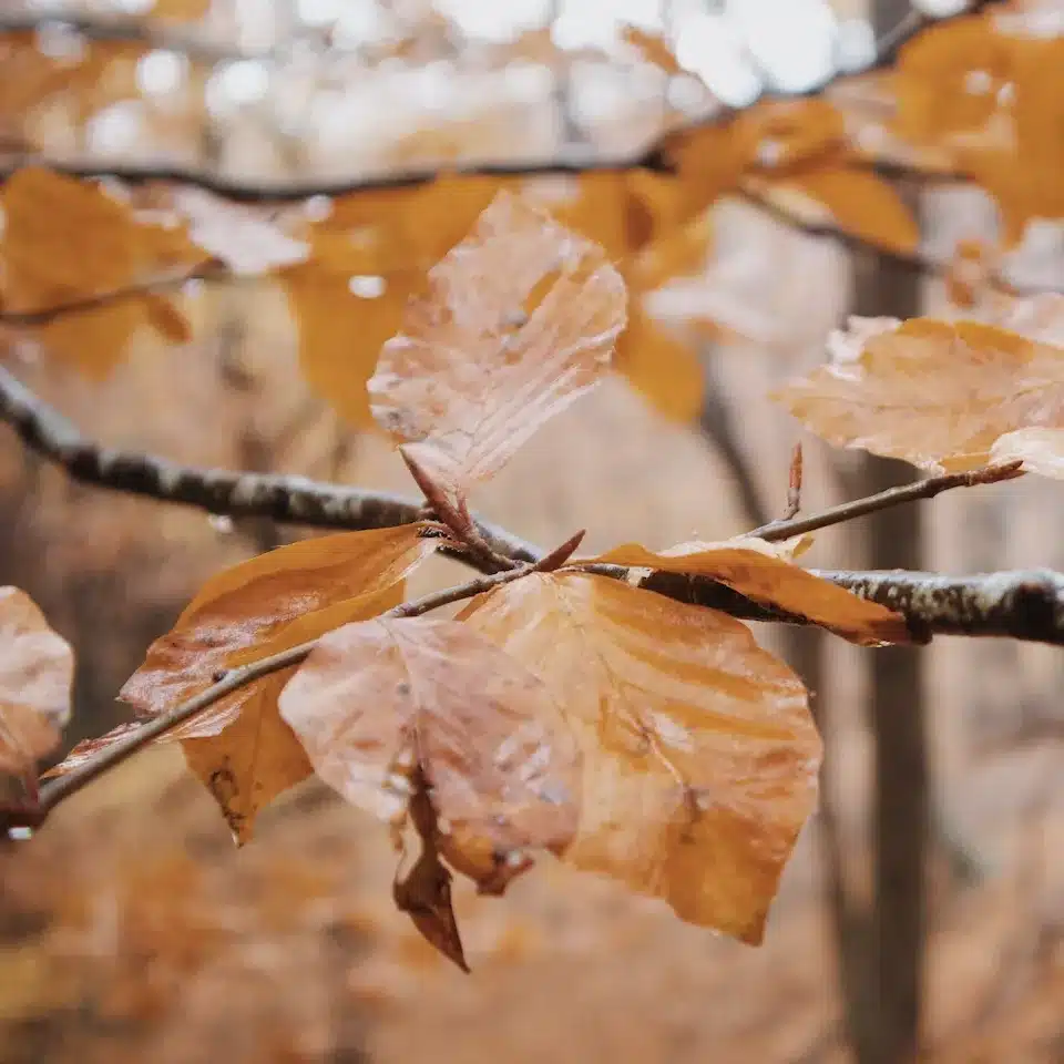 6 bosques de Cataluña para visitar en otoño