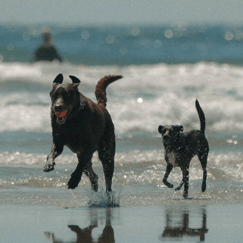 Playa para perros Maresme