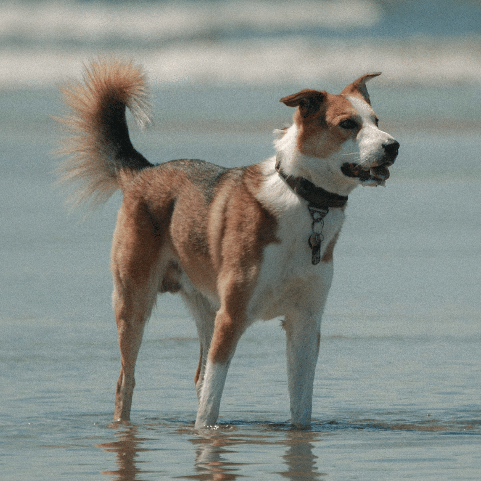Guía de playas para perros en el Maresme